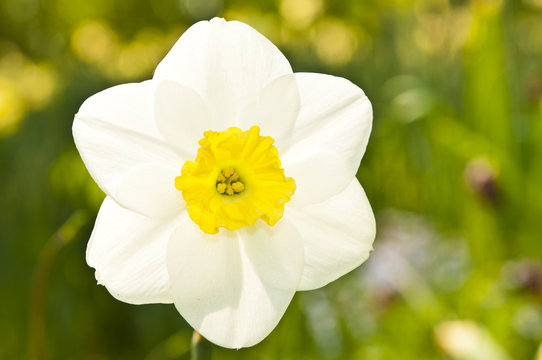 Beautiful Narcissus in Springtime