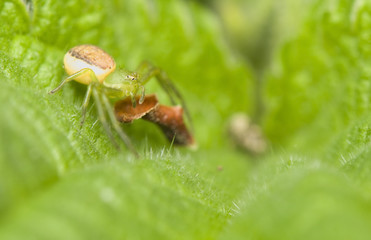 Diaea dorsata