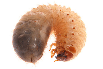 Larva of cockchafer © Akova
