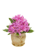 Rhododendron arrangement