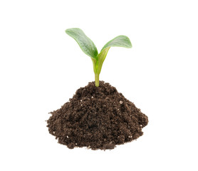 Young plant in soil isolated on white