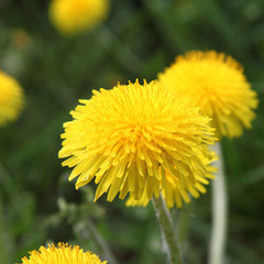 Dandelion flowers blooming