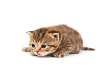 Obraz premium odizolowany kot