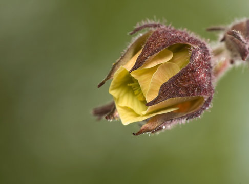 Geum rivale