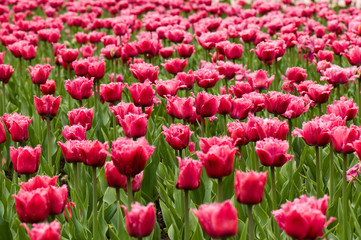 Pink tulips, Ottawa Festival