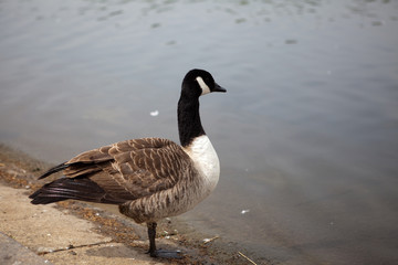 Obraz premium bernache