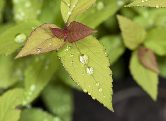 Garden background