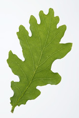 Feuille de chêne