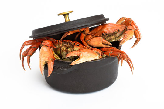 marmitte de crabes