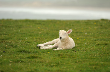 Lamb