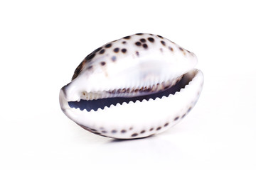 amazing white seashell
