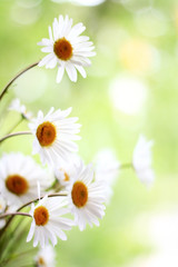 Margeriten