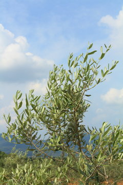 Rami di ulivo con mignole, Maremma, Toscana