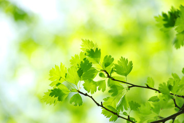green leaves