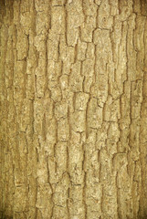 Obraz premium bark texture