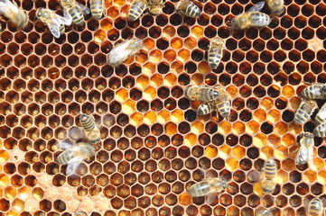 Pszczoły na plastrze - obrazy, fototapety, plakaty
