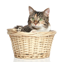 Fototapeta na wymiar Mixed-breed cat in wattled basket