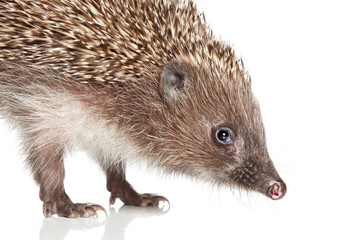 Hedgehog. Close-up portrait