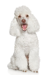White poodle puppy. Isolated on a white background