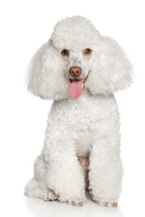 White poodle puppy. Isolated on a white background - 32351572
