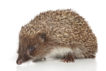 Hedgehog on white background
