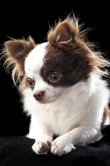 beautiful chihuahua dog portrait close-up