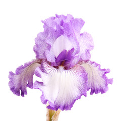 Purple and white iris flower isolation