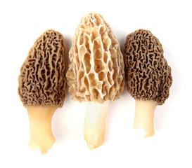 Three gray and yellow morel mushrooms isolated on white