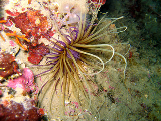 Underwater life, tube-dwelling Anemone, Cerianthus sp. in the Mediterranean sea, Balearic Islands,  Majorca, Spain