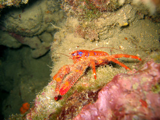 Squat lobster, Galathea strigosa in the Mediterranean sea, Balearic Islands, Majorca, Spain
