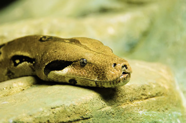 le python
