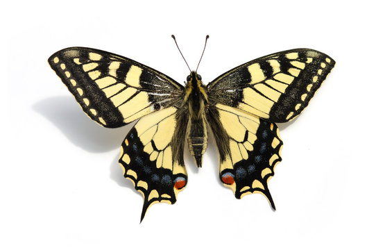butterfly Swallowtail (Papilio machaon)