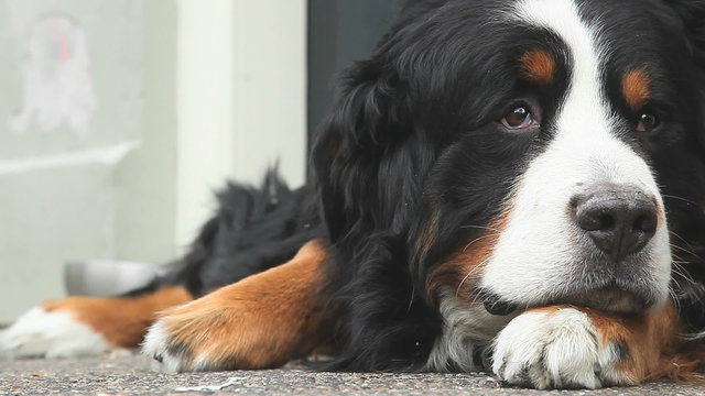 Big Dog