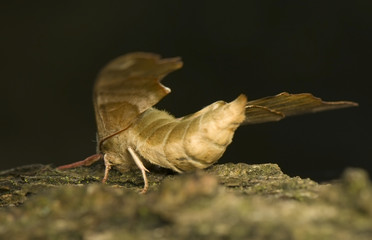 Mimas tiliae