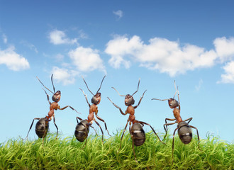 perfect work team concept, ants under blue sky