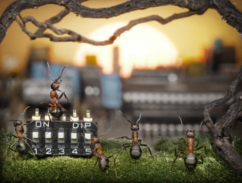 team of ants managing sunrise and solar activity , fantasy