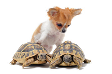 chiot chihuahua et tortues - obrazy, fototapety, plakaty