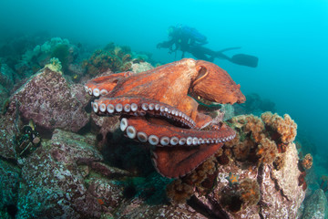 giant octopus dofleini and diver