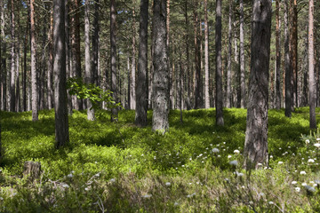 Obraz premium wald in schweden