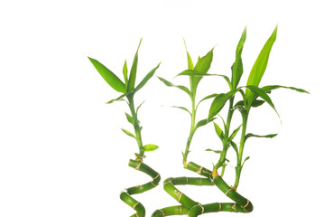 Obraz premium bamboo