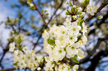 Plum blossom