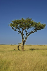 Afrika Masai Grasland Masai Mara Kenia