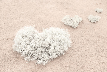 Heart from moss on the sand