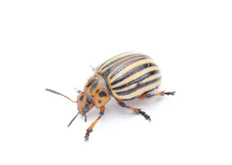 colorado potato bug (leptinotarsa decemlineata) on the white