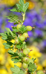 groseiller à maquereau