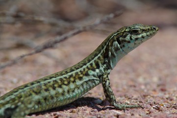 lucertola