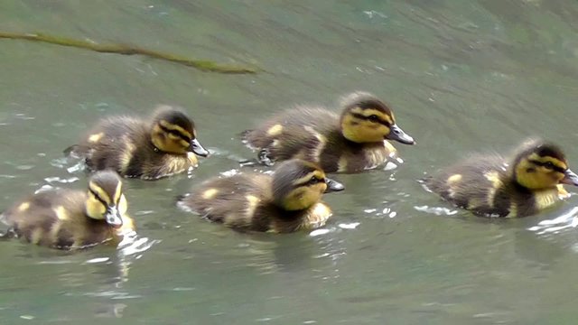 Enten - K&uuml;cken - Anatidae