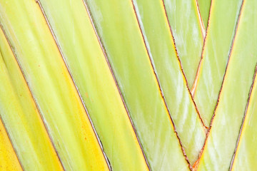 Texture of Traveller's tree or Banana Fan