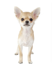cute chihuahua puppy isolated on white background