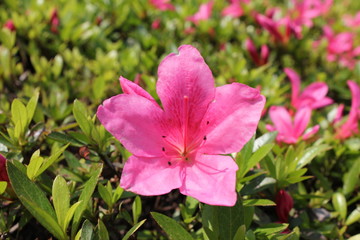 ピンクのツツジ